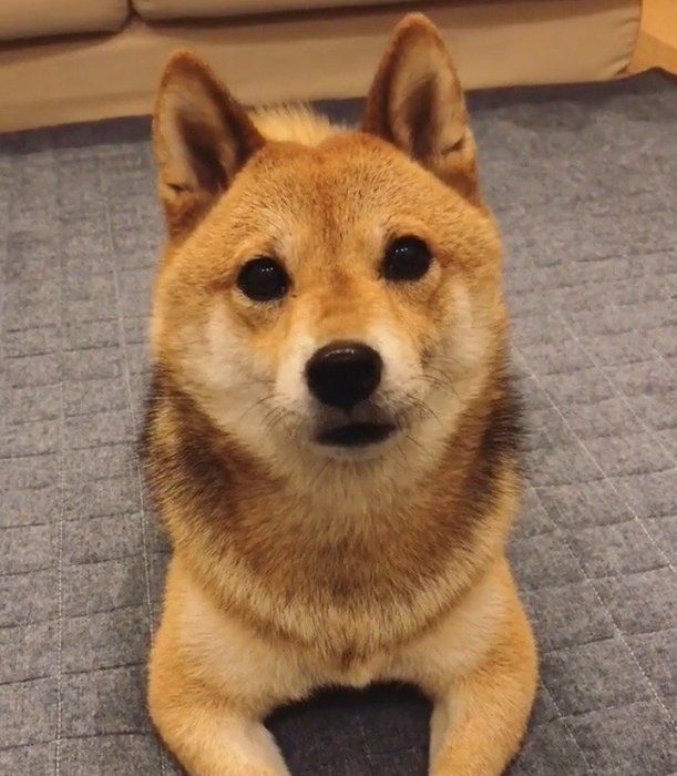 豆柴ふくちゃん合図待ち!