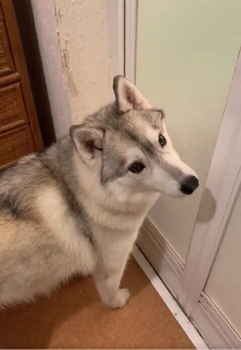 お風呂場の前に立つユキちゃん(シベリアンハスキー、メス)