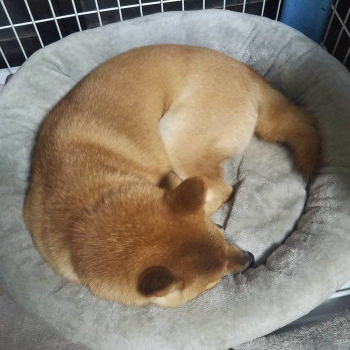 まるちゃん