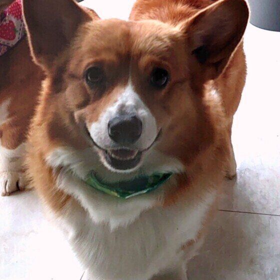 ニコニコ顔の犬(ウェルシュ・コーギー・ペンブローク、オス)