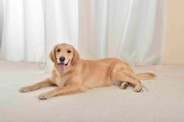 希少1997♡バービー♡愛犬ゴールデンレトリーバー ゴールデン