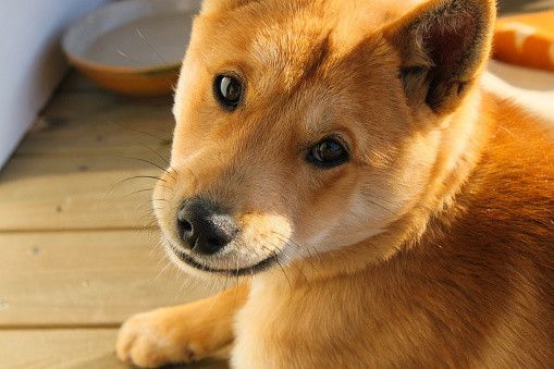 紀州犬