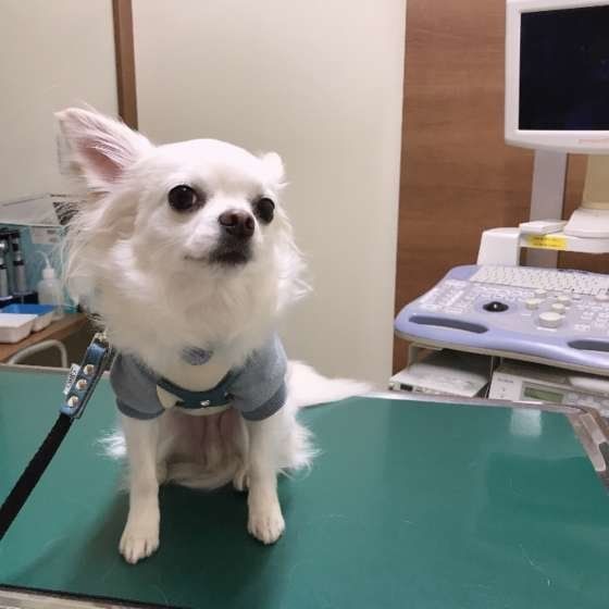 獣医師監修:動物病院の記録を保管しておくべき理由とメリット
