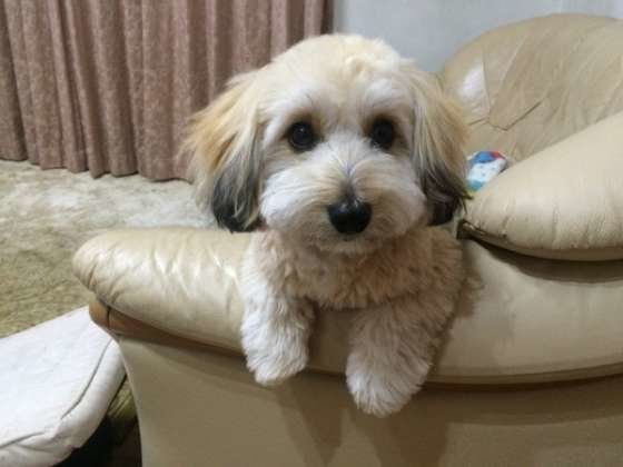 ソファーでくつろぐわんちゃん