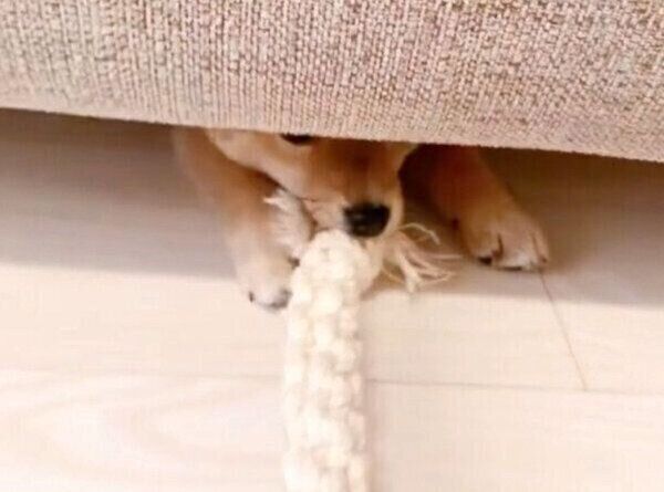 飼い主さんと綱引きをするぽたちゃん