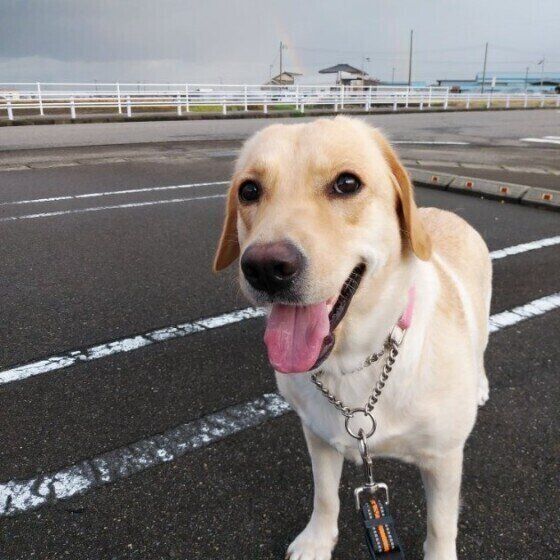 ラブラドール・レトリーバーのベイリーちゃん