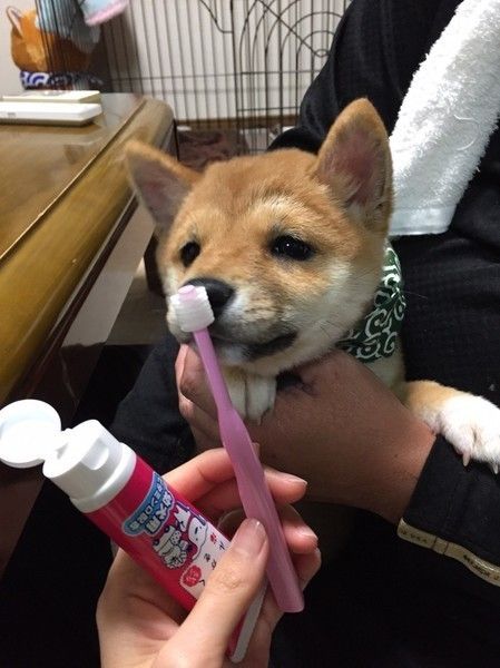 歯磨き粉と歯ブラシで磨こうとしている柴犬