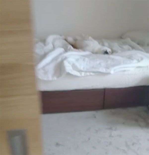 眠る柴犬