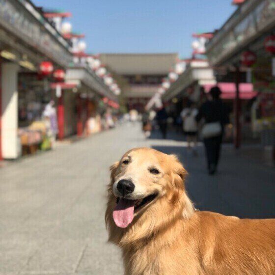 ゴールデン・レトリーバー もおかちゃん