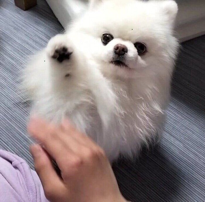 姪っ子さんにだけハイタッチをするという大吉くん