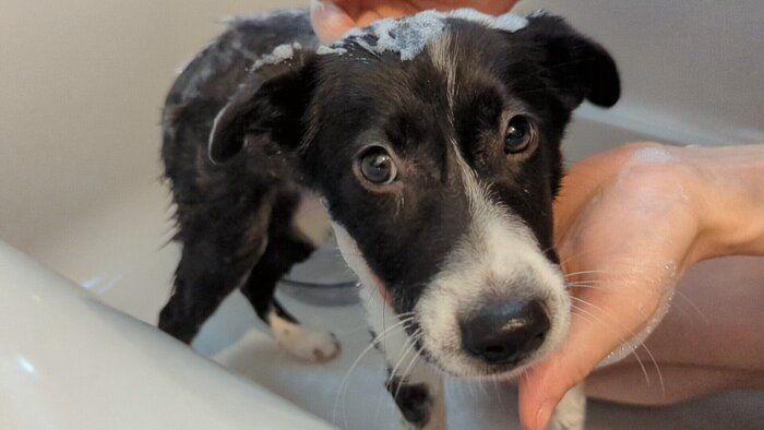 お迎え後の様子　戸惑いながらもシャンプーを頑張ったあんころちゃん