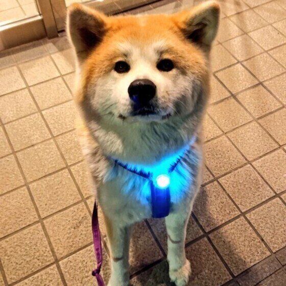 散歩する秋田犬