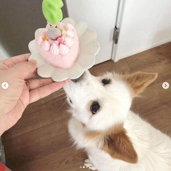 ケーキを見つめるまるこちゃん