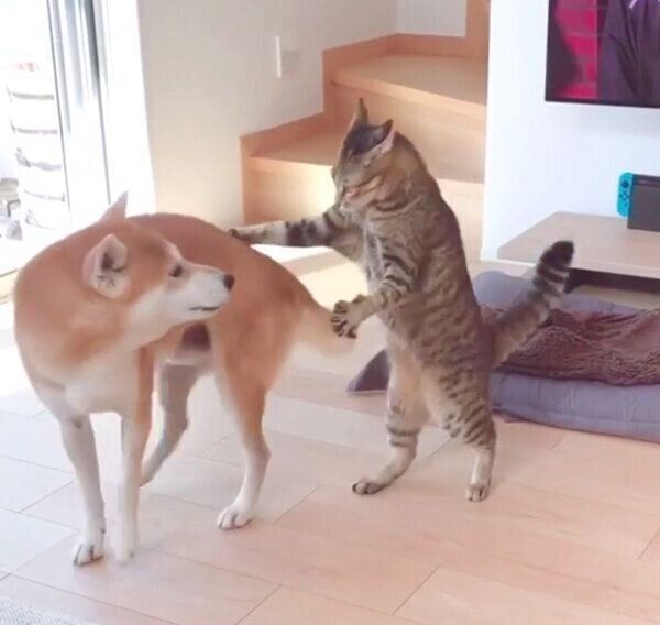 Haluくんのおしりを叩くMugiくん