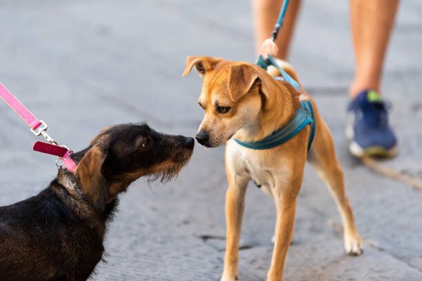 スニッフィングの臭いがする 2 つの面白い犬香り鼻を公園で見てお互いの血統通りのかわいい首輪