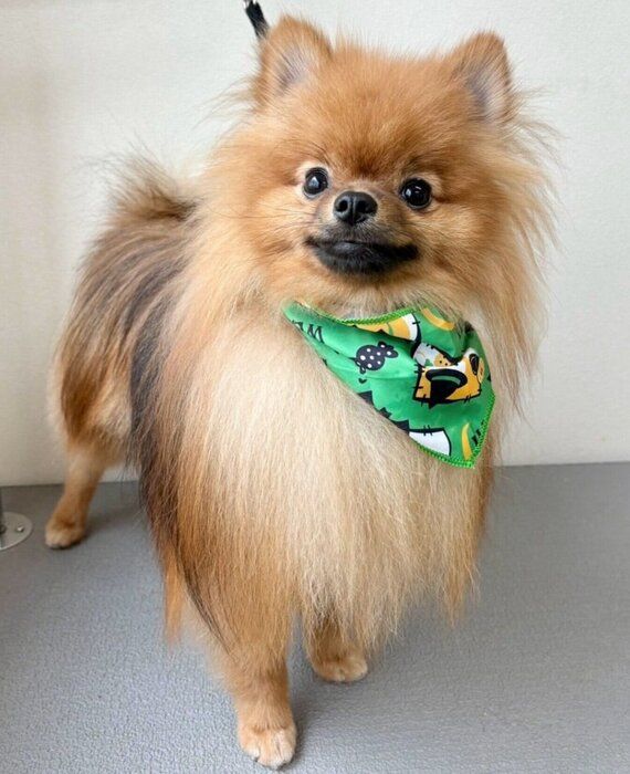 いい表情をするケチャ丸くん