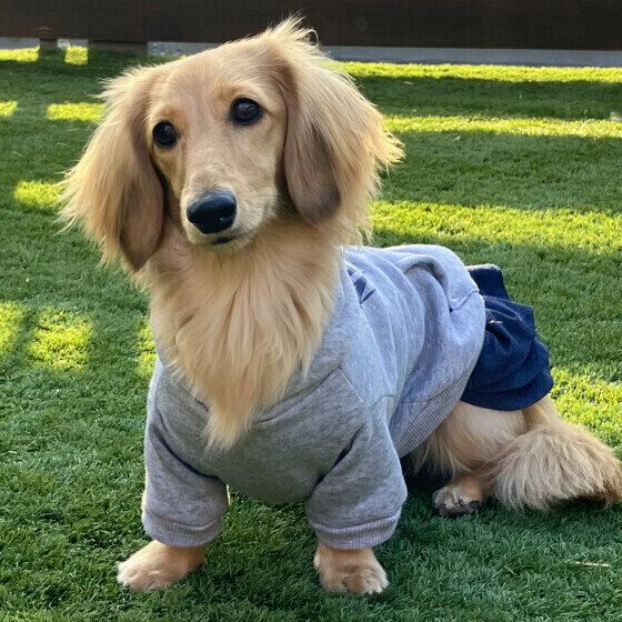 首をかしげるミニチュア・ダックスフンド