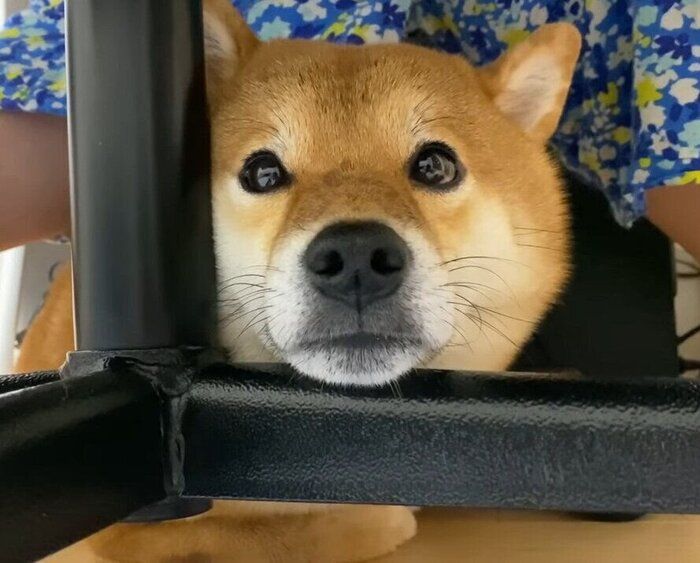 柴犬のお気に入りスポット