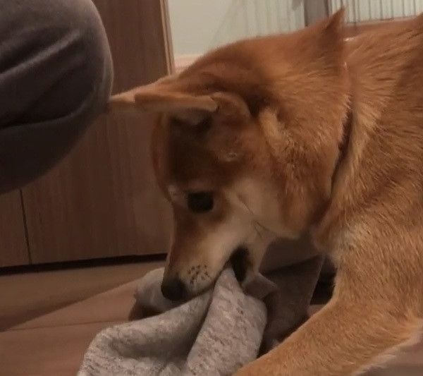 豆柴のにこちゃん