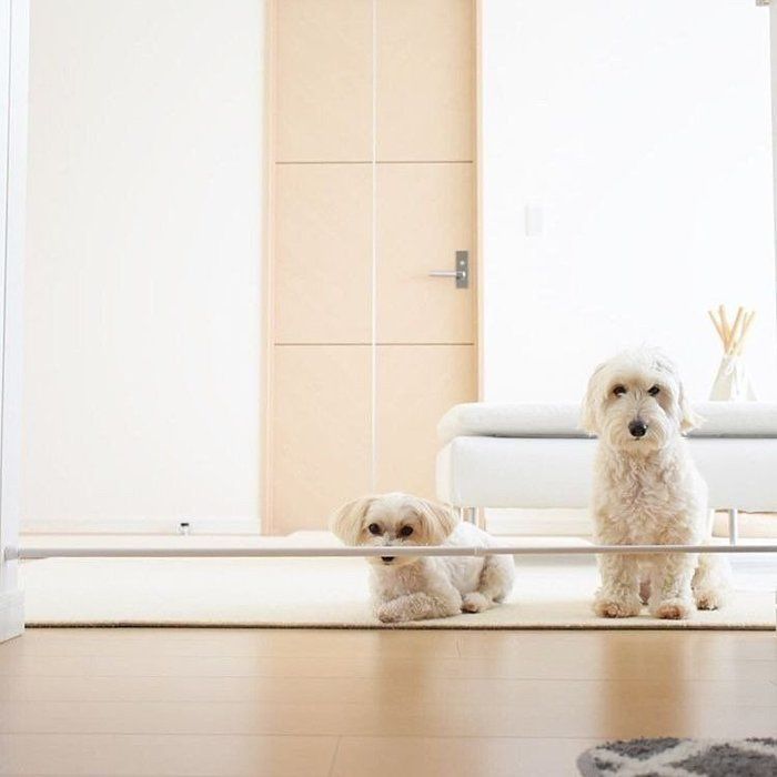 犬と暮らす家