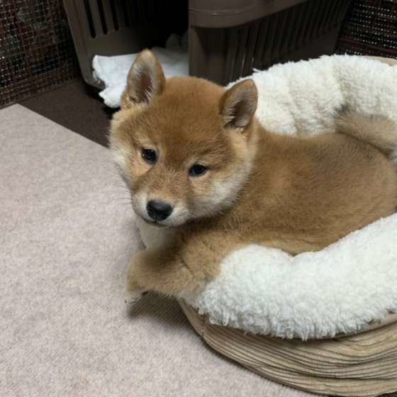 くつろぐ柴犬
