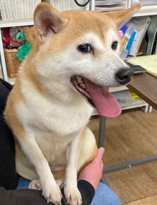 お迎えしたばかりのころのサチちゃん