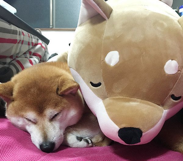 眠る柴犬