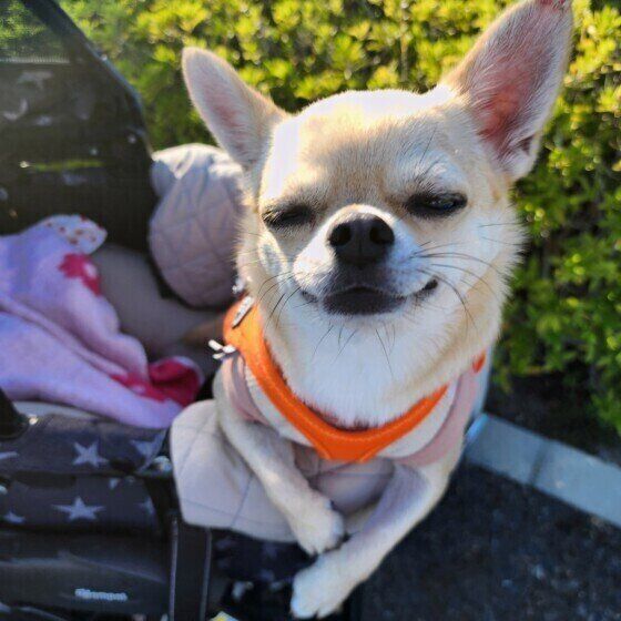 カートでお出かけ中のチワワ