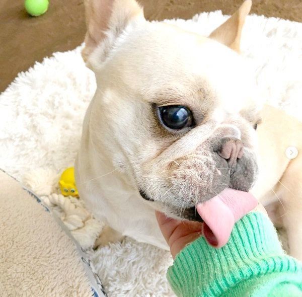 元繁殖犬・フレンチ・ブルドッグのもなちゃん