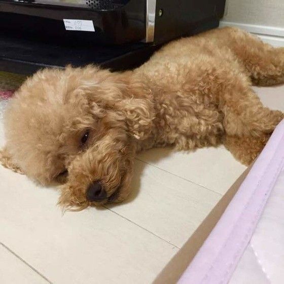 眠るトイ・プードル
