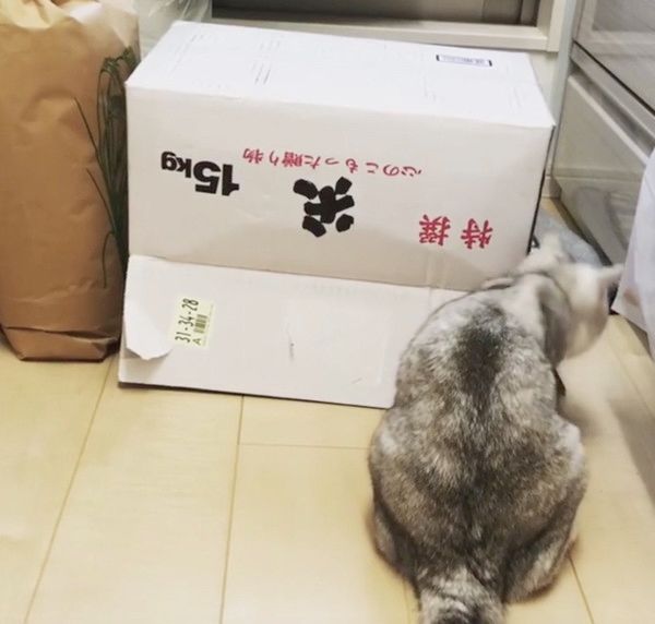 箱の中身が気になる猫