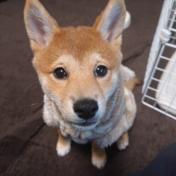見つめる柴犬