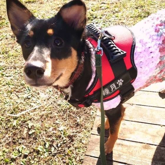 散歩中の犬