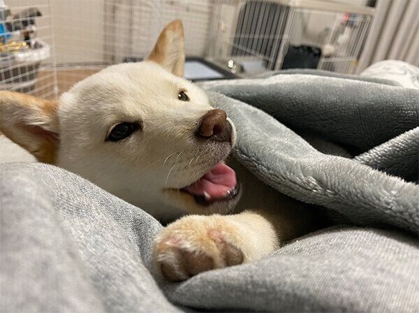 寝起きのえるちゃん