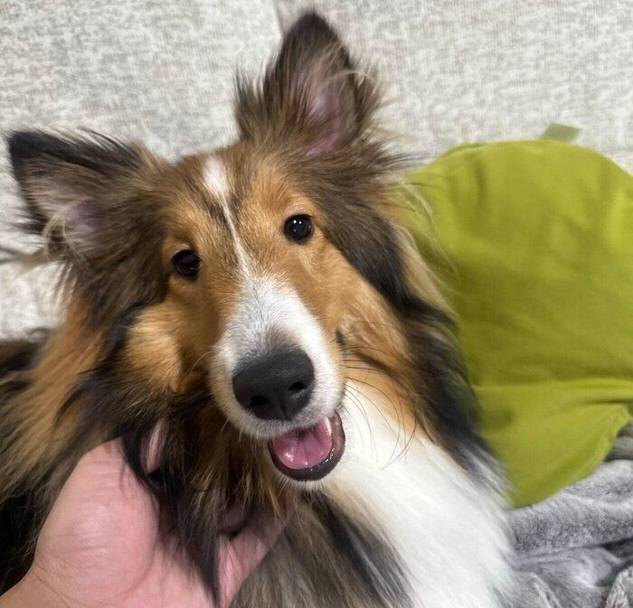 笑顔が可愛いコハクちゃん