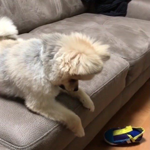 ポメラニアン