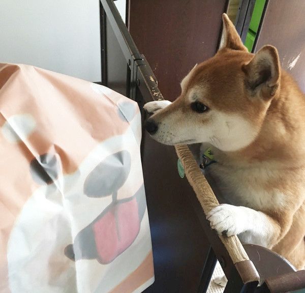 柴犬のダイゾーグッズ