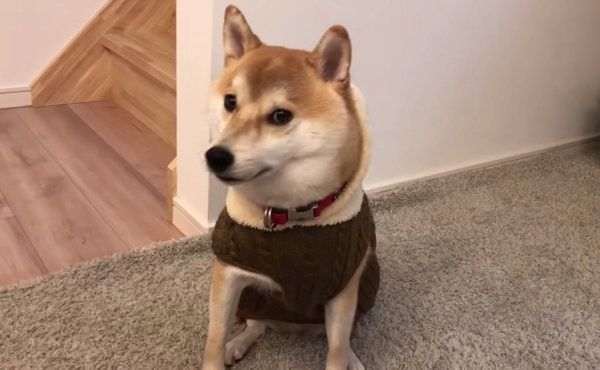 固まる柴犬