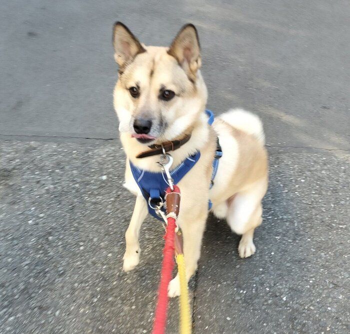 4才になった現在のFELIXくん