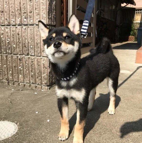 散歩する黒柴