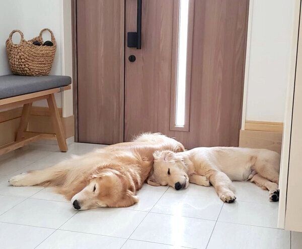 玄関で仲良く眠るアランくんとセナちゃん