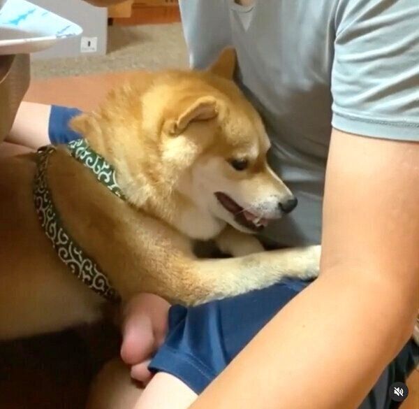 パパさんに甘える豆千代くん