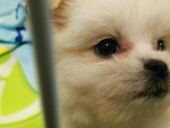見つめる犬