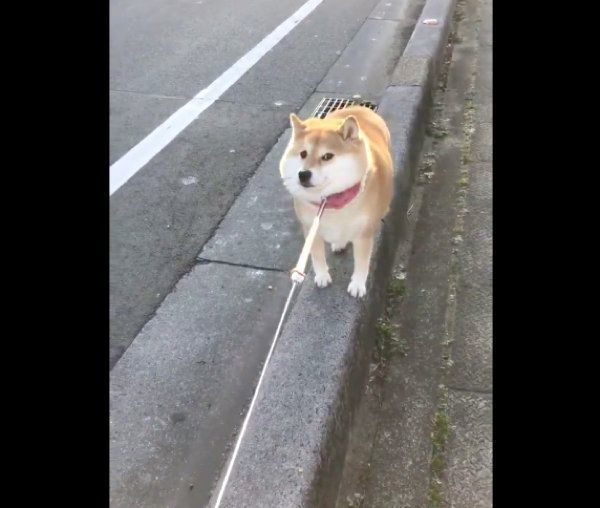 「そっちはイヤ!」と動かないハナちゃん