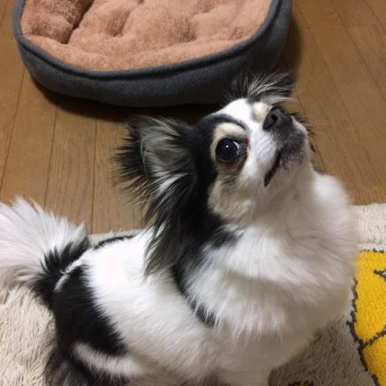 遊んでアピールをするチワワ