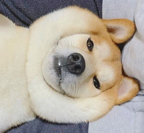 もち肌が魅力のめんまくん