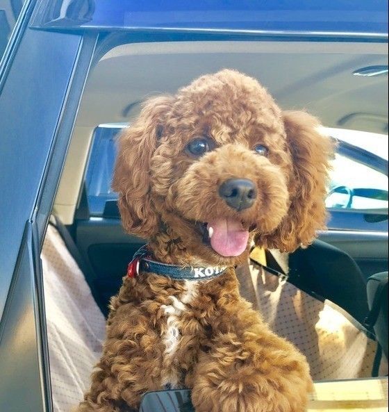 車窓のプードル