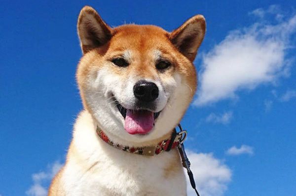 見つめる柴犬