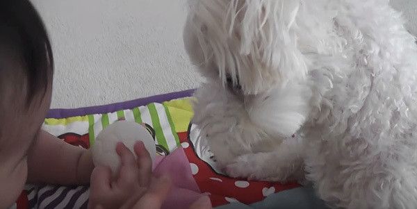 赤ちゃんと犬