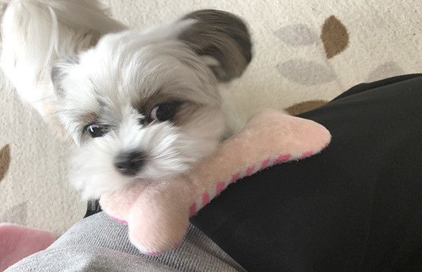 遊ぶ犬